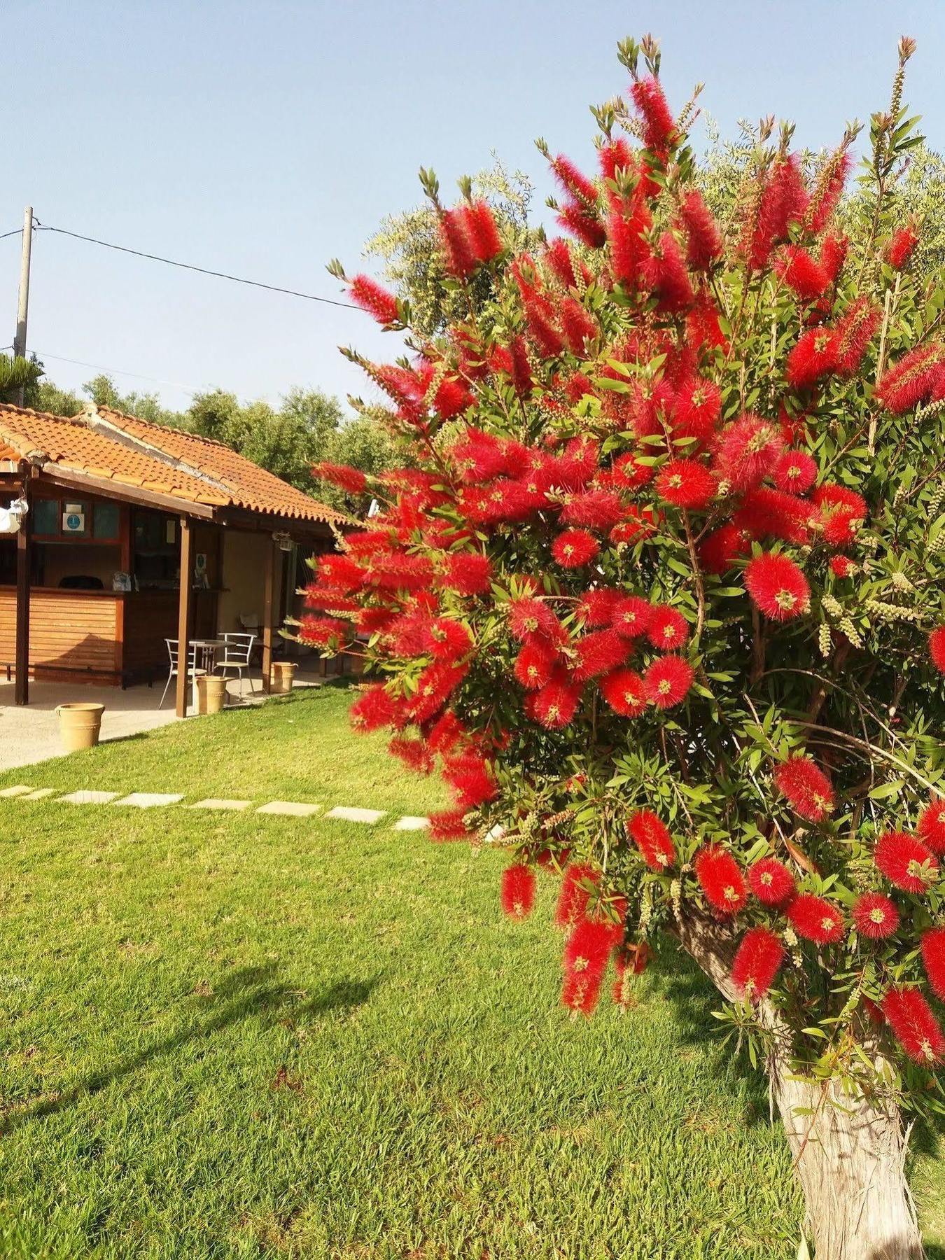 Sole E Mare Apartments Tsilivi  Eksteriør billede